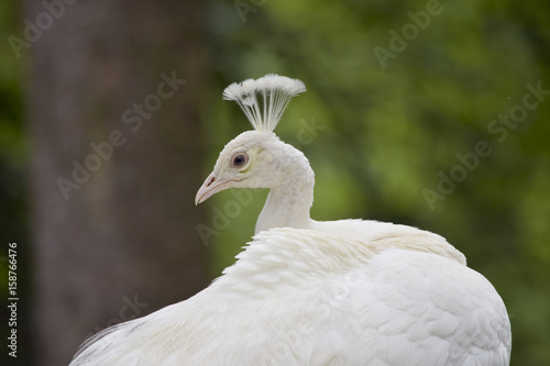 Majestic white peacock