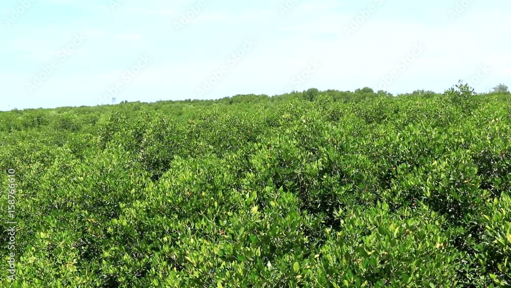 Mangrove wind blows the wind Mangrove wind blows the wind