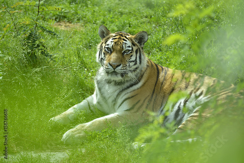 Fototapeta Naklejka Na Ścianę i Meble -  Tiger im Tierpark