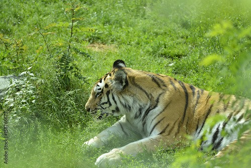 Fototapeta Naklejka Na Ścianę i Meble -  Tiger im Tierpark