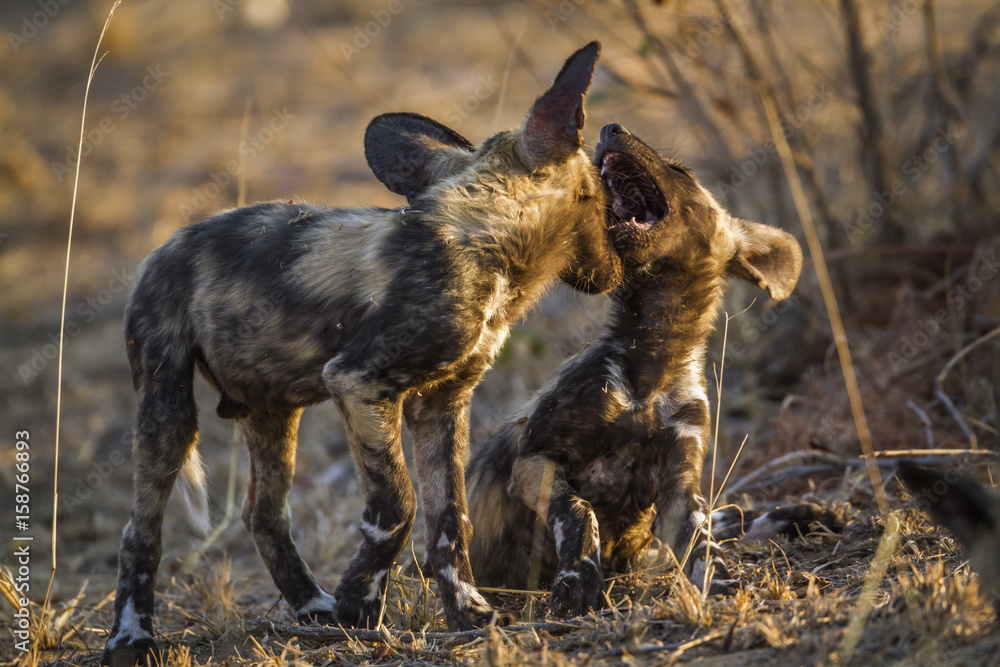 African wild dog in Kruger National park, South Africa