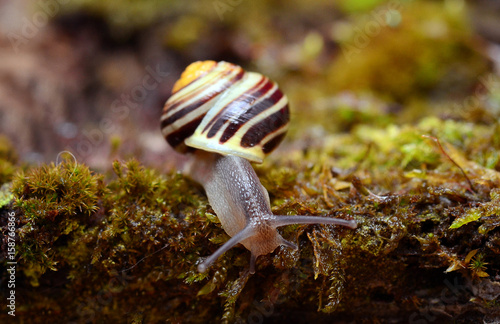 Schnirkelschnecke photo