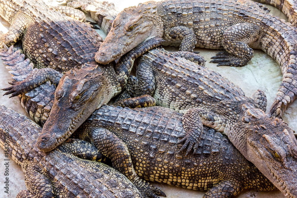 viele Krokodile liegen zusammen in der Sonne viele Krokodile liegen zusammen in der Sonne