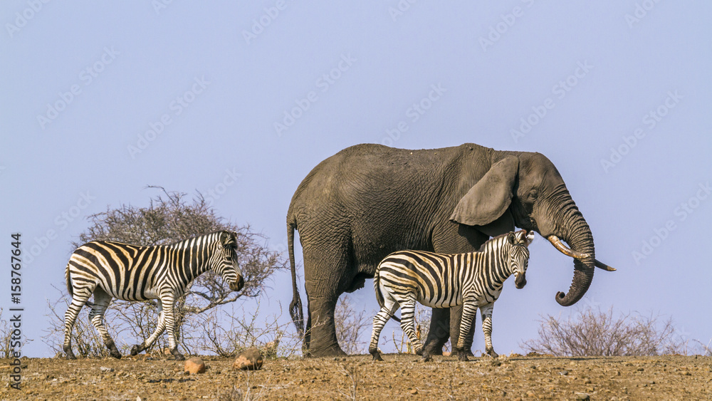 Fototapeta premium African bush elephant and Plains zebra in Kruger National park, South Africa