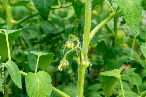 Fotografie Tomato seedling before planting into the soil, greenhouse plants, drip irrigatio