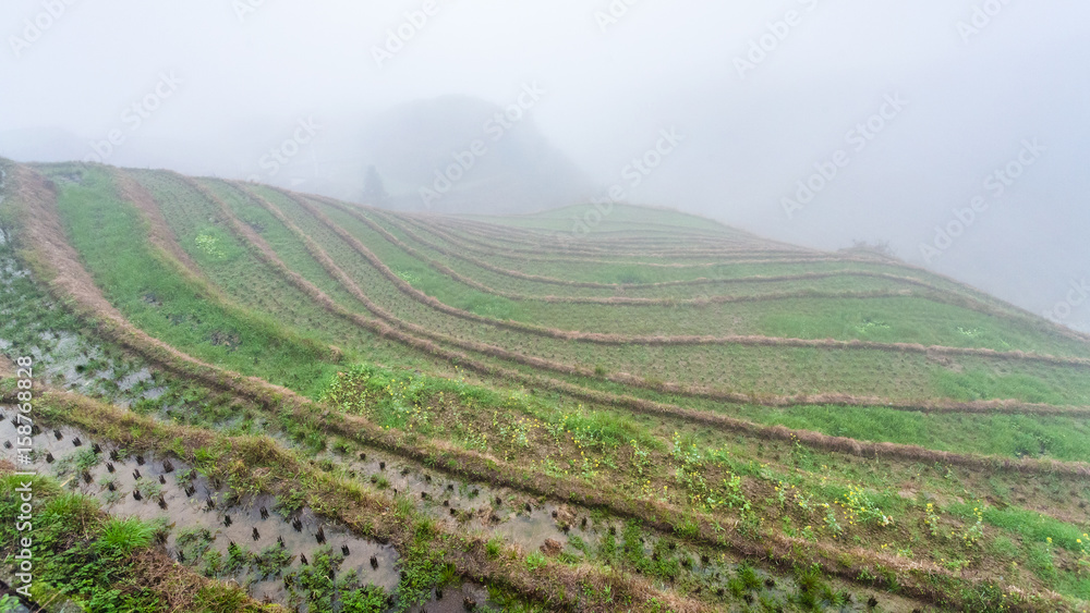 fog over rice terraced fieilds