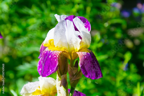 Iris flower closeup with raindrops photo