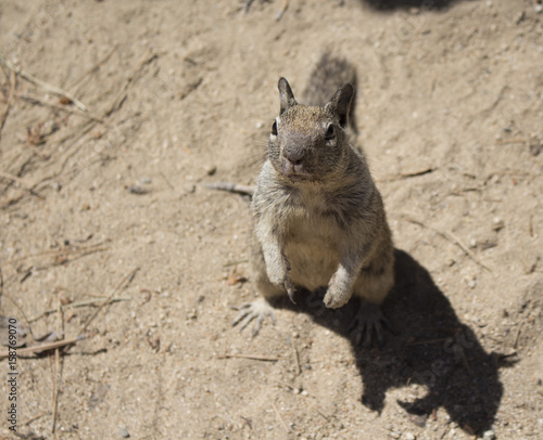 Ground squirrel standing