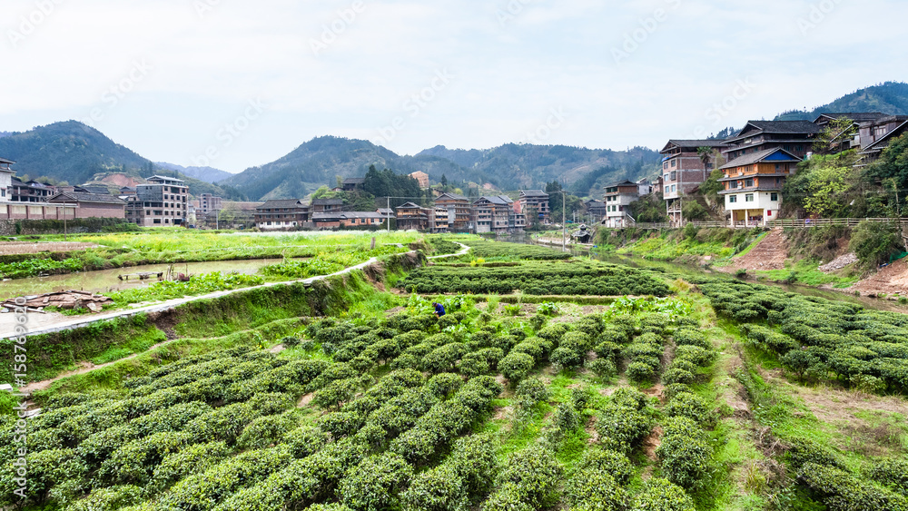 tea plantations in Chengyang village