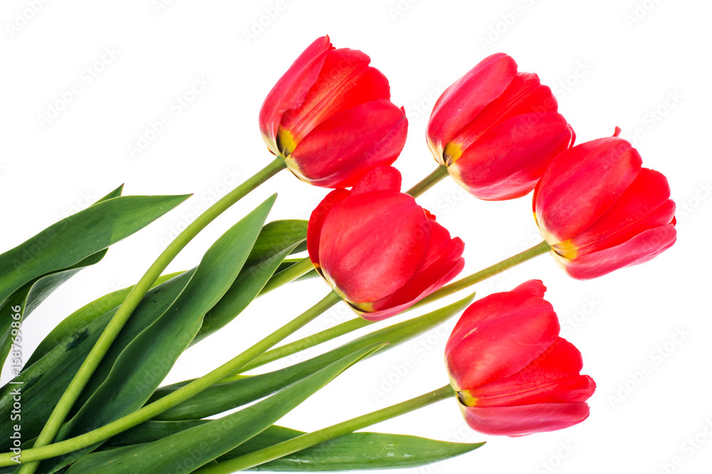 Bouquet of blossoming red tulips isolated on white Bouquet of blossoming red tulips isolated on white