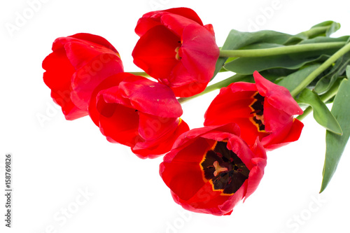 Bouquet of blossoming red tulips isolated on white