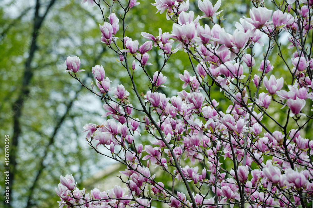 nature in spring blossoming garden with pink magnolia flowers nature in spring blossoming garden with pink magnolia flowers