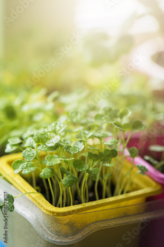 Rukkola growing in a pot
