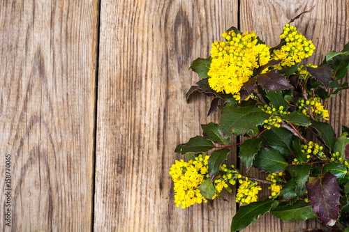 Branch with leaves and yellow flowers on wooden background