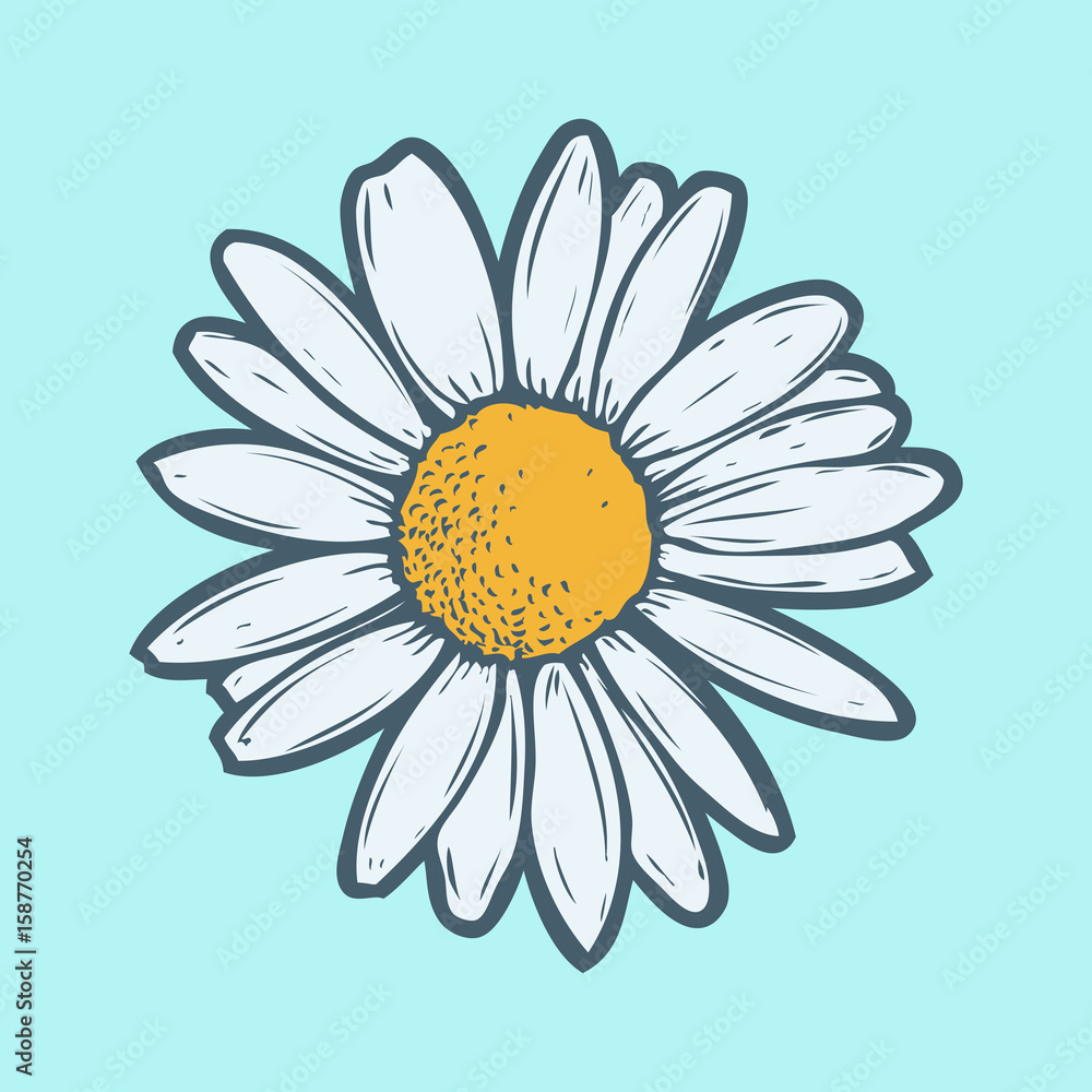 Obraz premium Chamomile, camomile flower floral hand drawn engraving vector illustration. White flower on blue