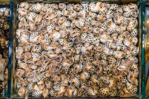 many water snails in fish market in Guangzhou city photo
