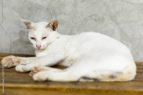 White cat © Phuminun