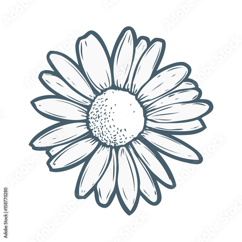 Foto Chamomile, camomile flower floral hand drawn engraving vector illustration