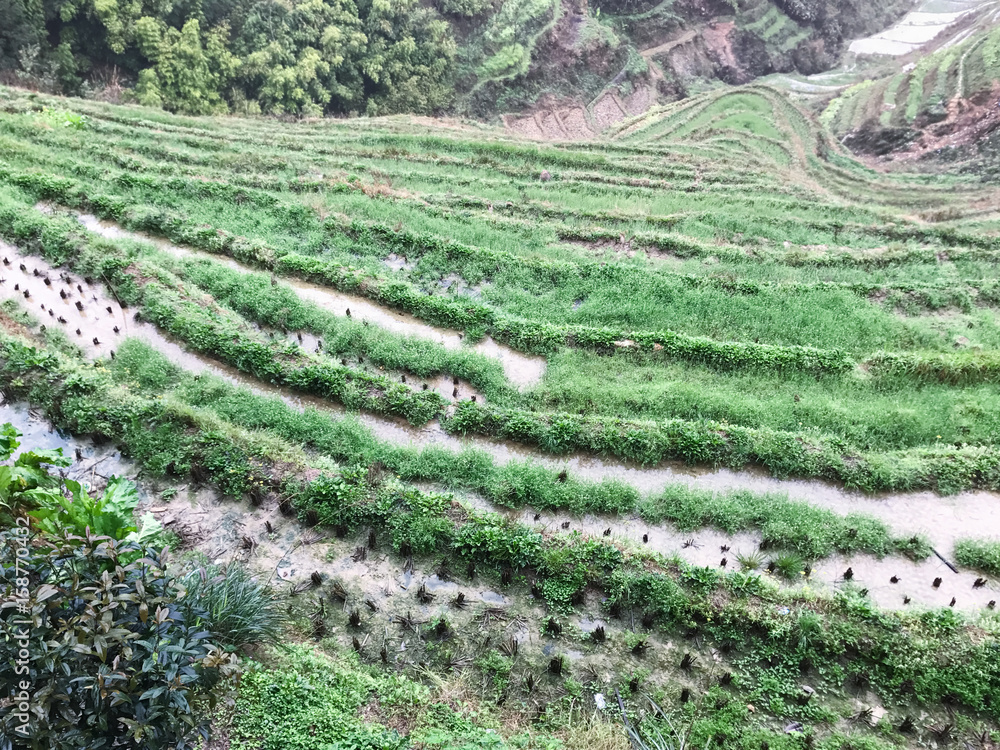 above view of paddy on terraced field in rain