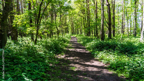 path through the forest - landscape