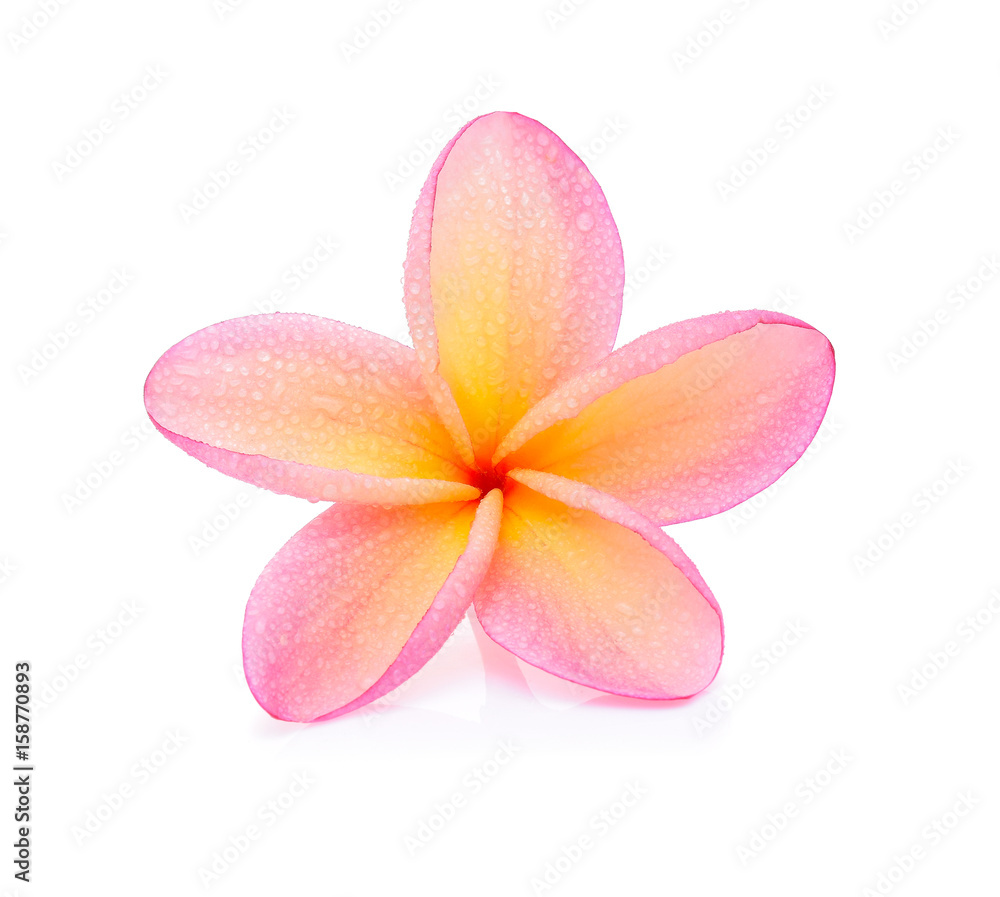 Fototapeta premium Frangipani flower with water droplets