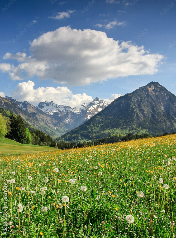 Flower meadow and snow covered mountains