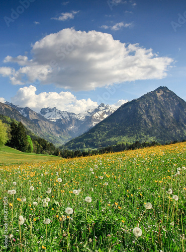 Flower meadow and snow covered mountains