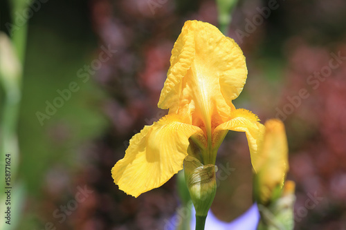 Fototapeta Naklejka Na Ścianę i Meble -  Golden iris...