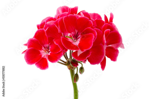 Fototapeta Naklejka Na Ścianę i Meble -  Rote Geranie