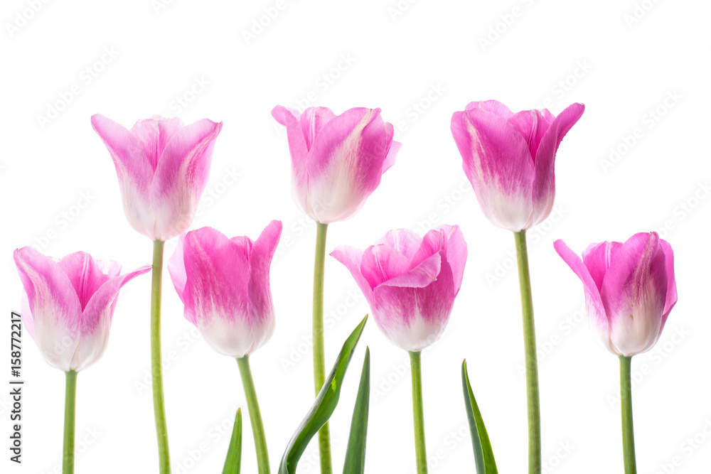 Fototapeta premium Pink tulips on white background