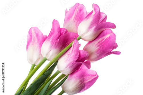 Pink tulips on white background