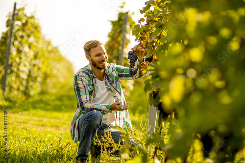 Foto Harvester cutting bunch of grapes in vineyard rows