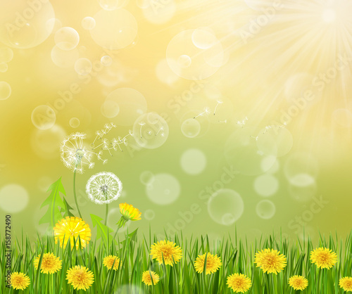 Dandelion blowing in the sun nature green background