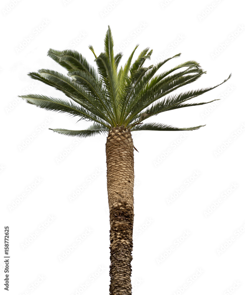 Naklejka premium Palme