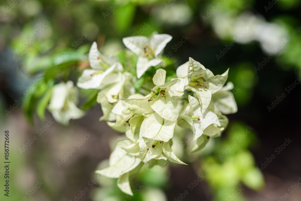 Fototapeta premium bougainvillea