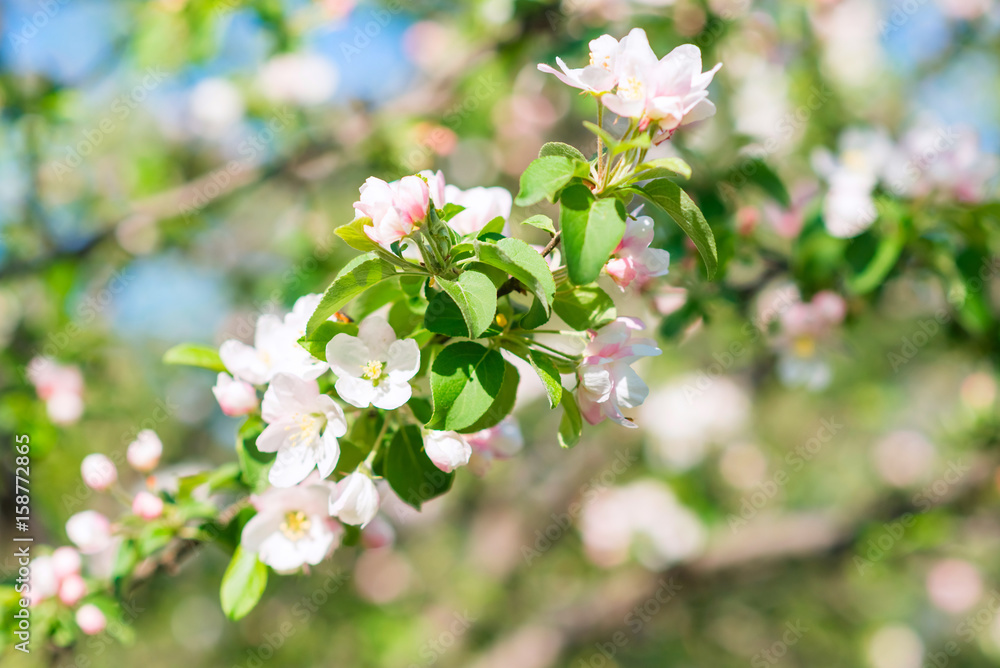 Spring blossom background. Blurred nature backdrop with bokeh. White blooming flowers of fruit trees. Copyspace for text Spring blossom background. Blurred nature backdrop with bokeh. White blooming flowers of fruit trees. Copyspace for text