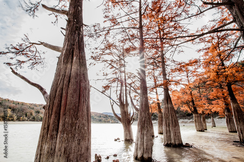 Taxódium dístichum 3