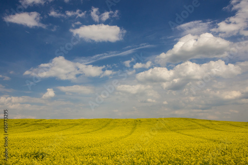 rape field and clouds in the sky