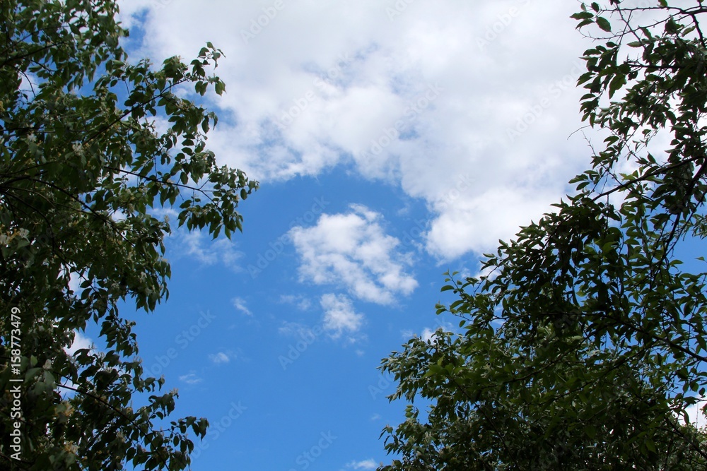 The treetops with the blue sky and the white clouds. The treetops with the blue sky and the white clouds.