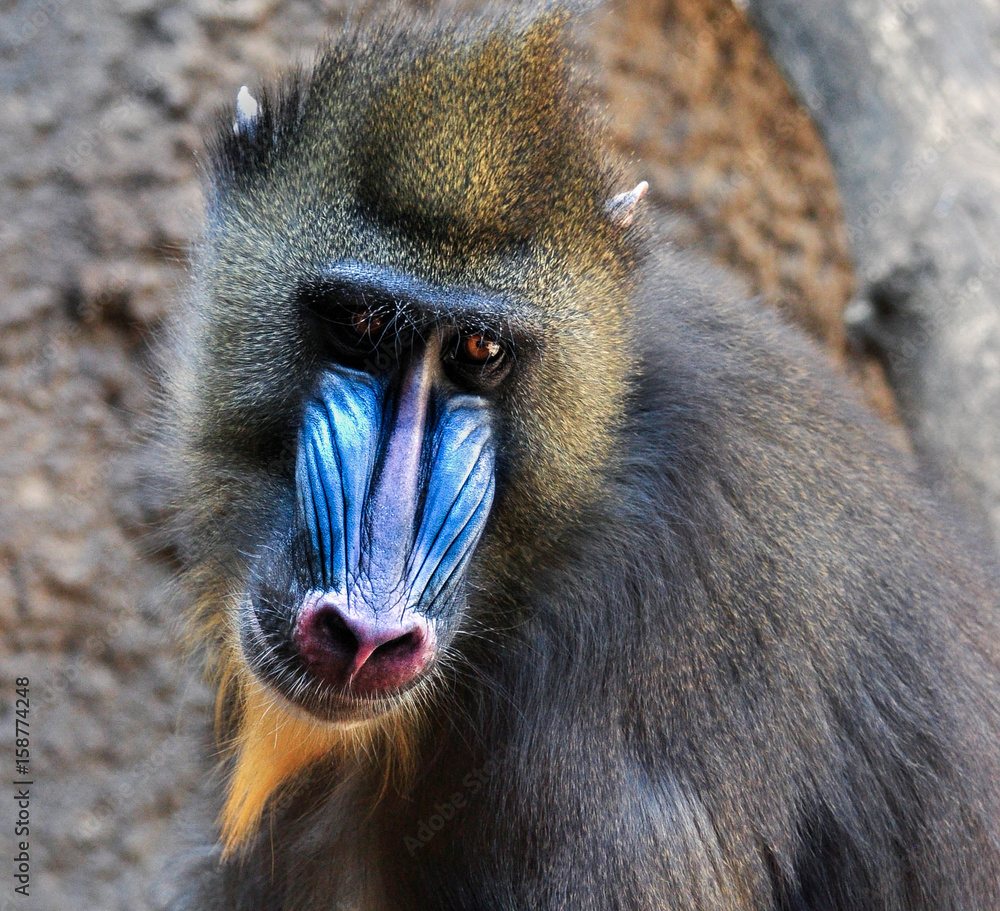 Mandrell baboon monkey male with blue nose closeup portrait Stock Photo |  Adobe Stock