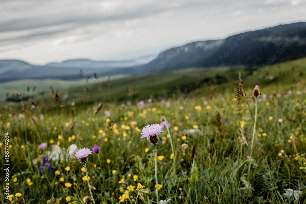 Obraz premium Lago-Naki1