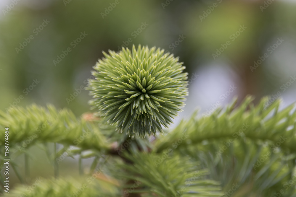 Spruce Spruce