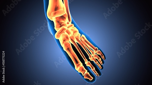 3D illustration of Foot Skeleton - Part of Human Skeleton. 