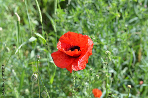 Mohnblume auf grüner Wiese