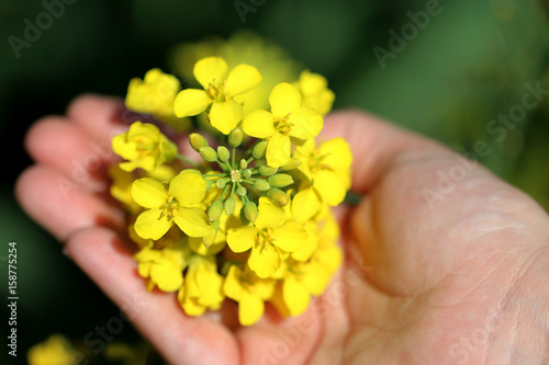 hand holds a yellow flower rape