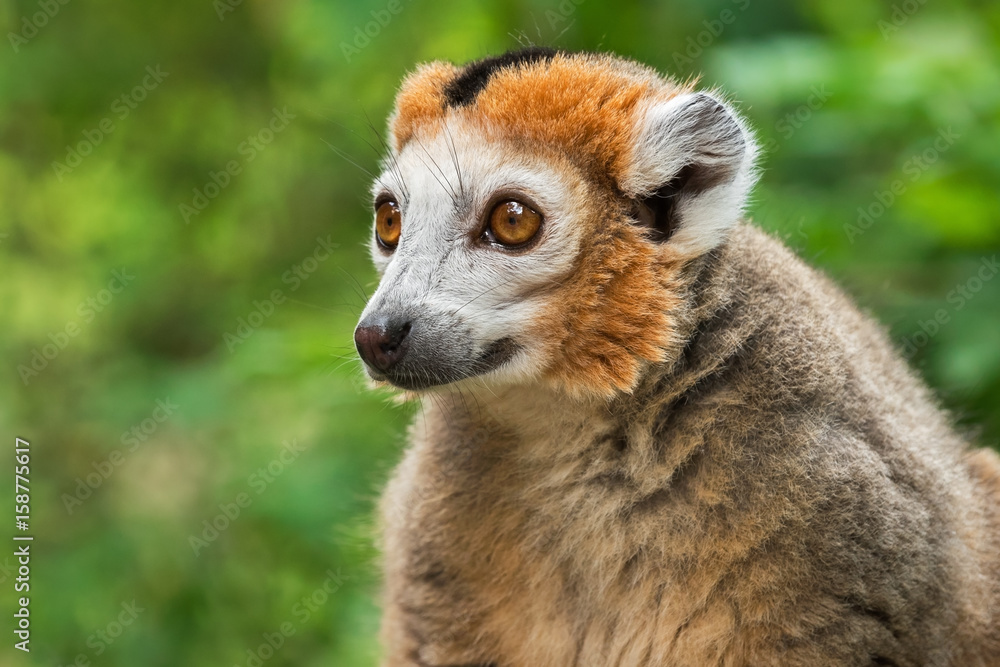 Obraz premium Portrait of an adult male crowned lemur (Eulemur coronatus) on a green background