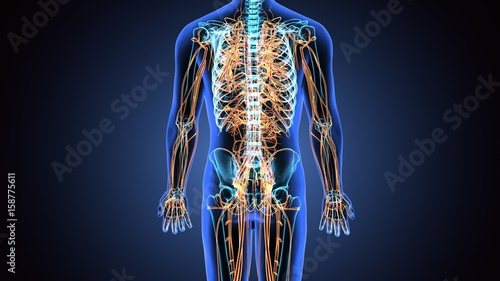 3d illustration of human body nerves system photo