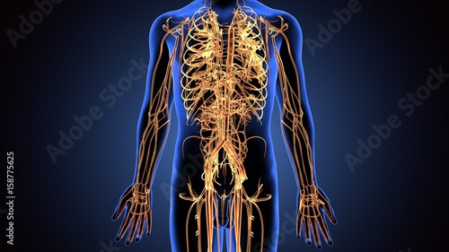 Принти на полотні 3d illustration of human body nerves system