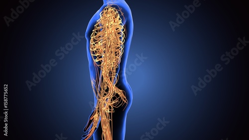 3d illustration of human body nerves system