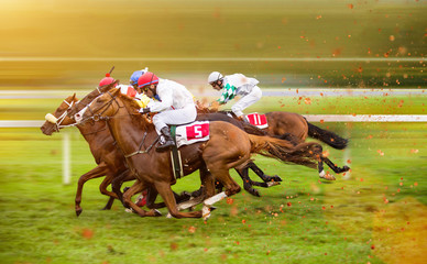 Race horses with jockeys on the home straight